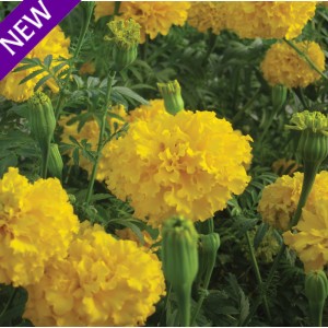 Tagetes erecta 'Savannah Gold' 